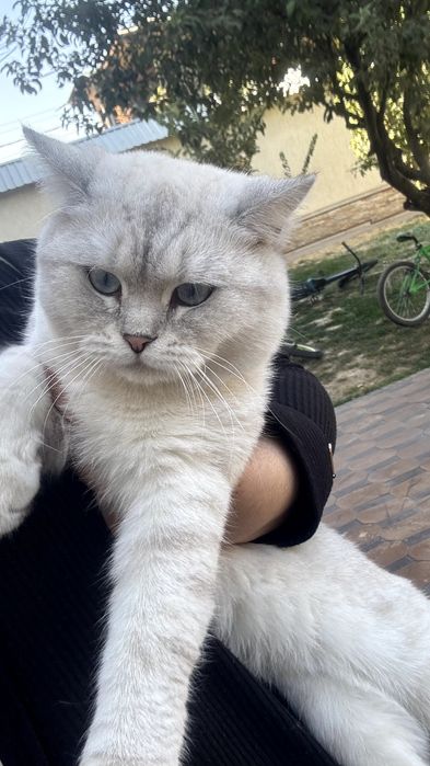 British Shorthair Chinchilla