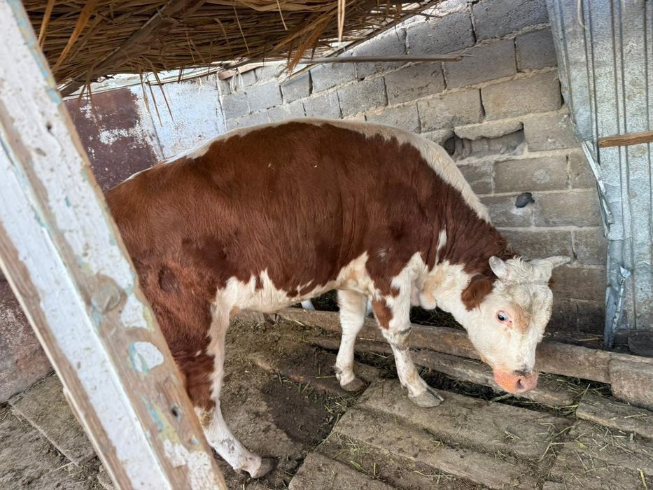 ‼️Срочно‼️ Тасбөгет, Ірі қара бұқалар сатылады. Бағасы: 550 000 теңге