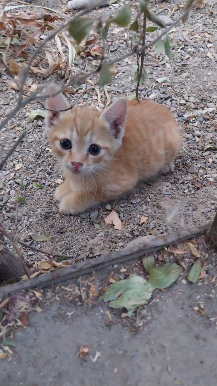 Рыжие котятки на денежную удачу и личное счастье