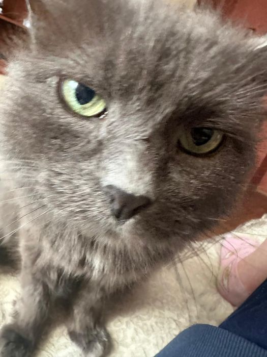 Отдам в хорошие руки.