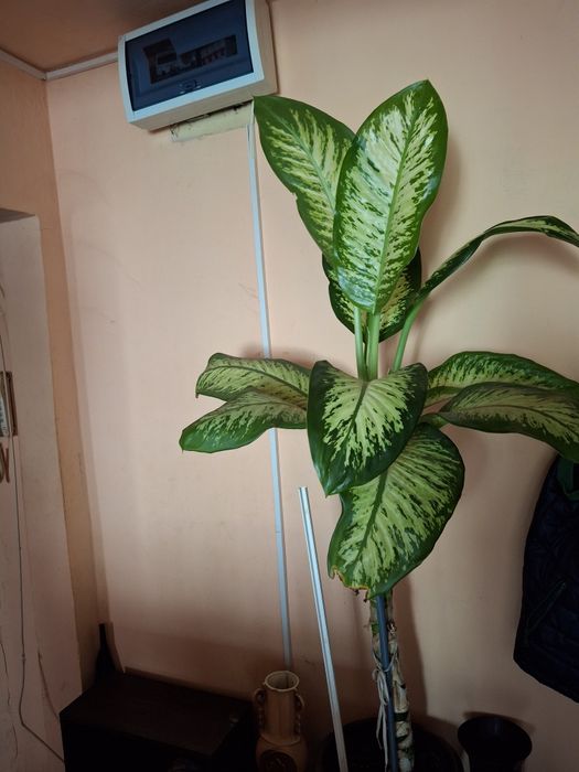 Planta apartament .