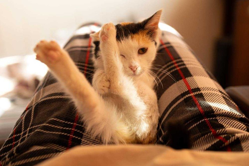 Отдам в добрые руки котенка (девочку) 1,5-2 месяца