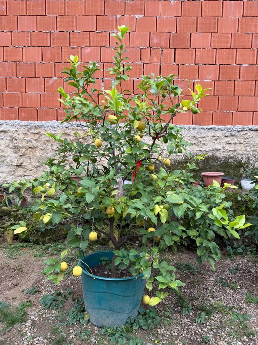 Pomi de lamai la ghiveci
