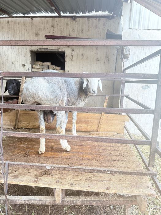 Кучкор сотилади 2 ёш