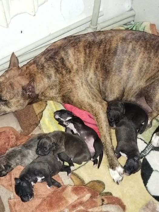 Бронь щенков питбуля