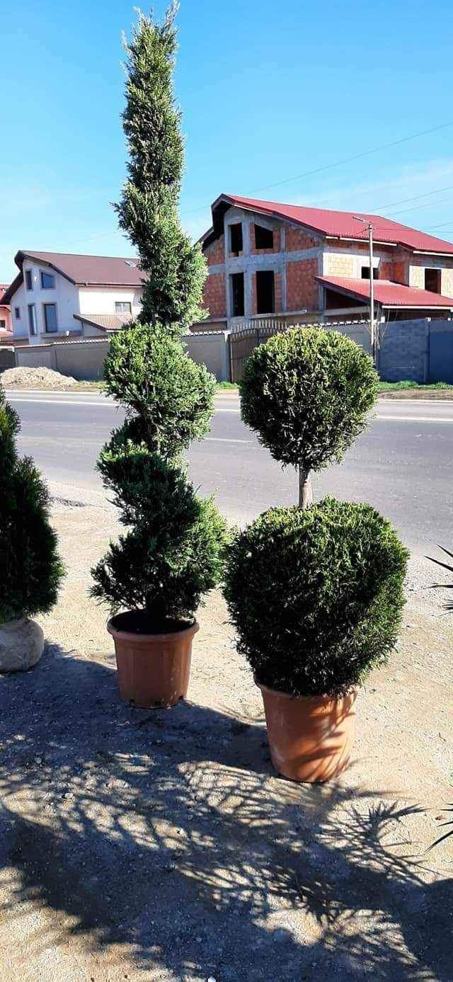 Plante ornamentale,brazii,pin negru,mesteacăn,tei,gard viu