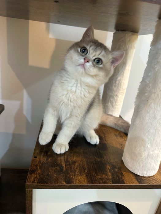 Fetita British Shorthair Golden Blue cu pedigree