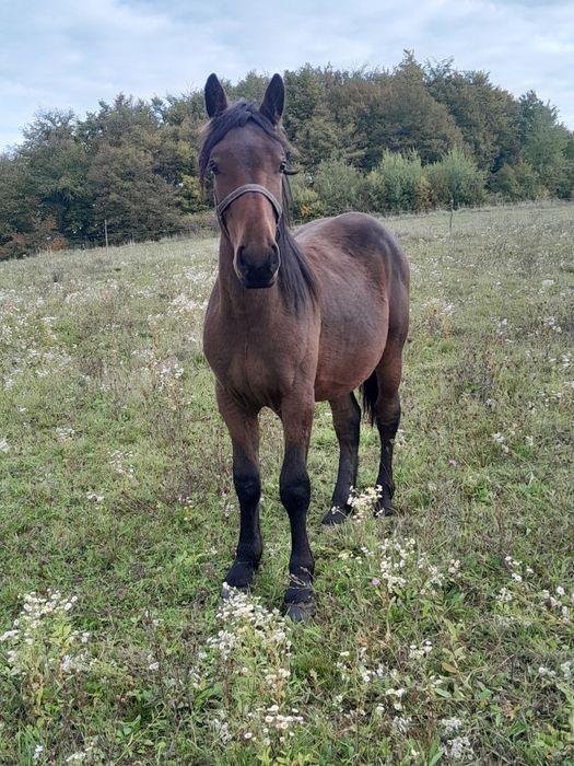 Vând manz sau schimb