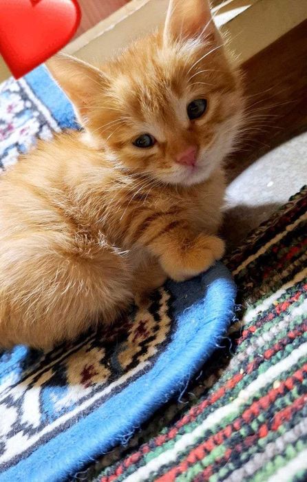 Mushuk bolasi sotiladi