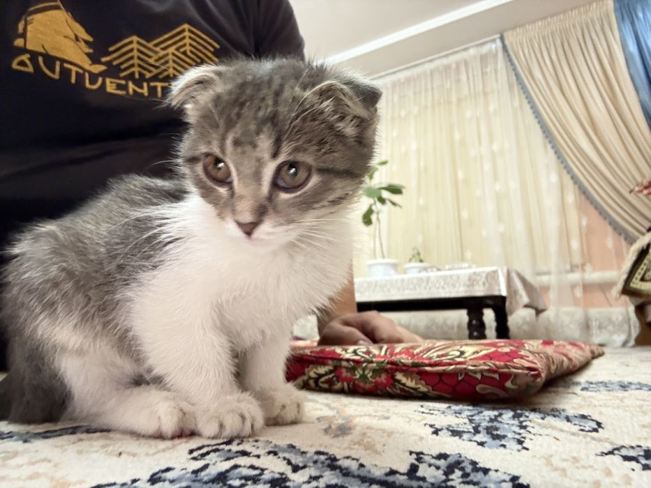 Продам кошку ……….