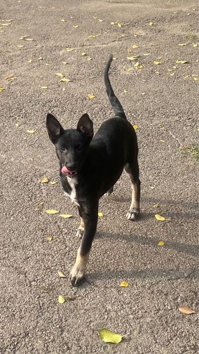 Отдам 2-х щенков, помесь с малинуа, СТЕРИЛИЗОВАНЫ, ПРИВИТЫ, 5 месяцев