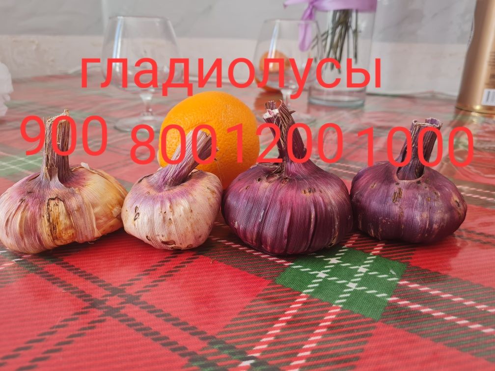 Луковицы гладиолусы