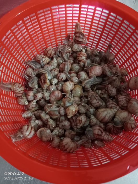 Ulitkalar arzon narxlarda