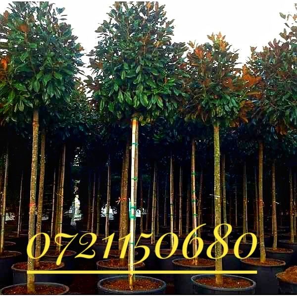 Olea europaea, maslin secular.