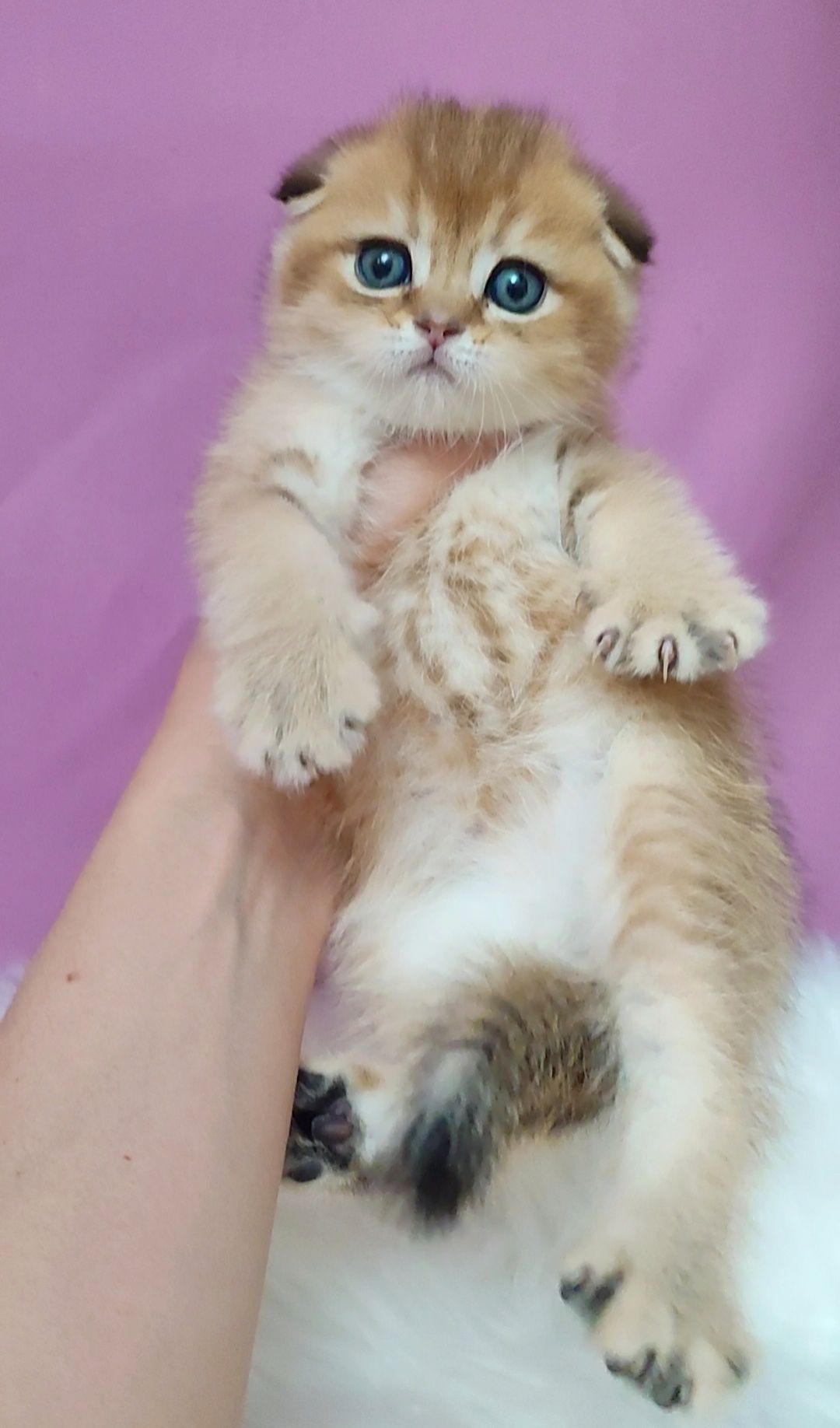 Мальчик золотая шиншилла