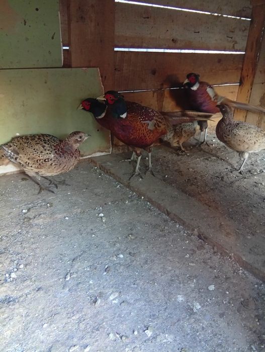 Vând fazani super frumoși