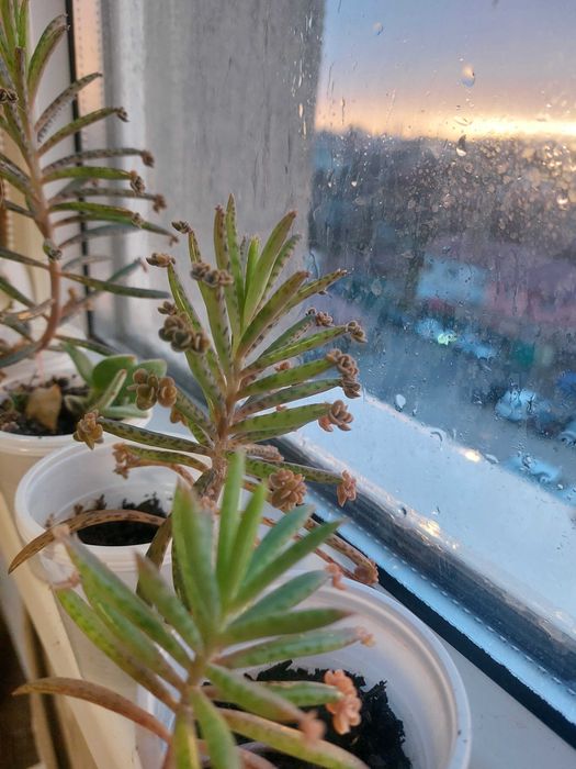 Живораждащо каланхое и Лилава традесканция