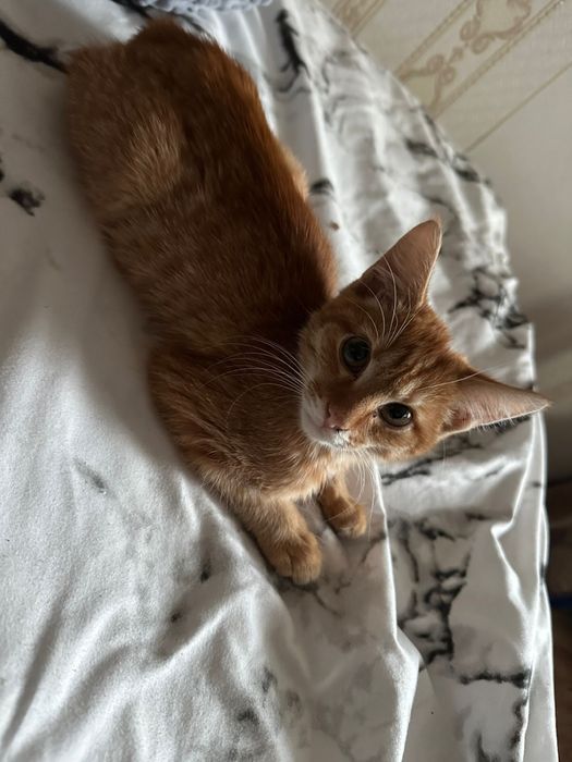 Отдам котенка в хорошие руки