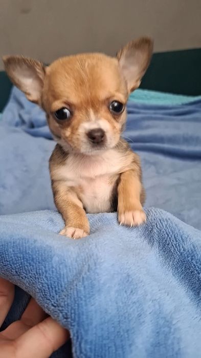 Chihuahua fetita mini  .cu acte