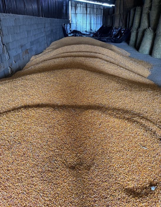 Porumb boabe de bună calitate