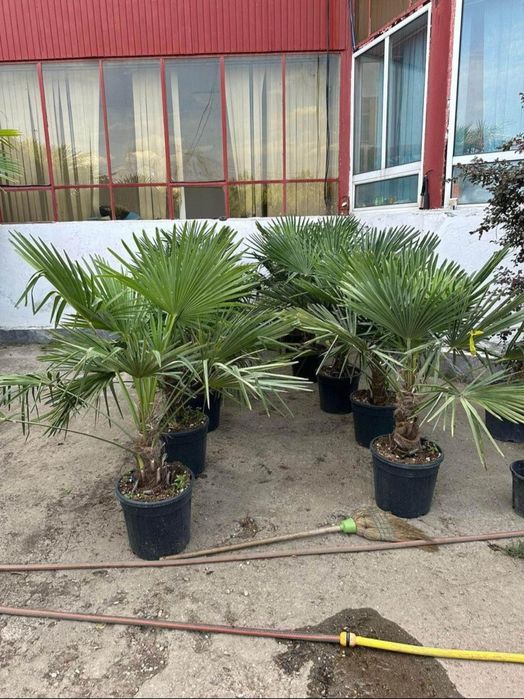 Leylandii 2m - 4m gard viu, plante ornamentale și gazon rulou sport
