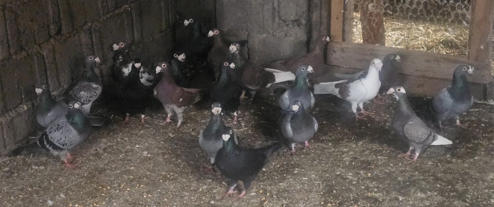 Porumbeii duduros-stil vechi- voiajor italian