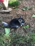 Pui chinchilla!!