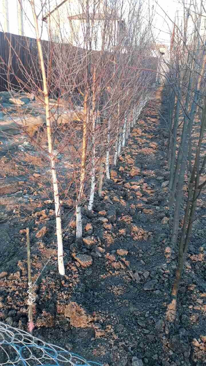 Саженцы берёзы акция оптом