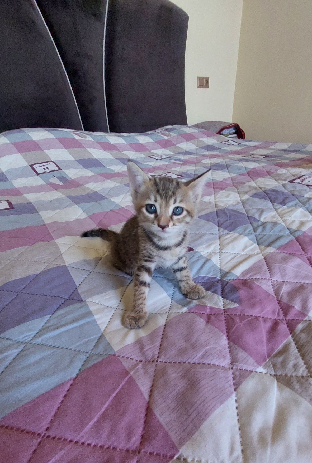 Котята очень красивые метисы,подарю в добрые руки