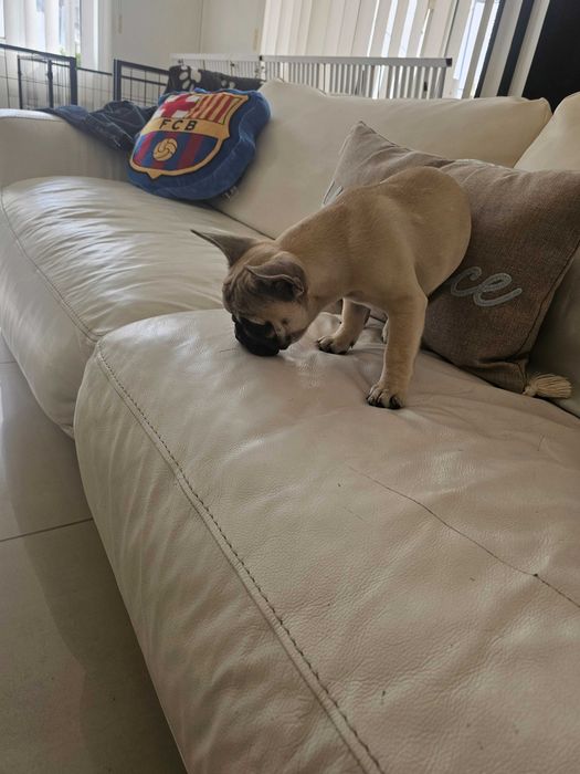 Френски булдочета