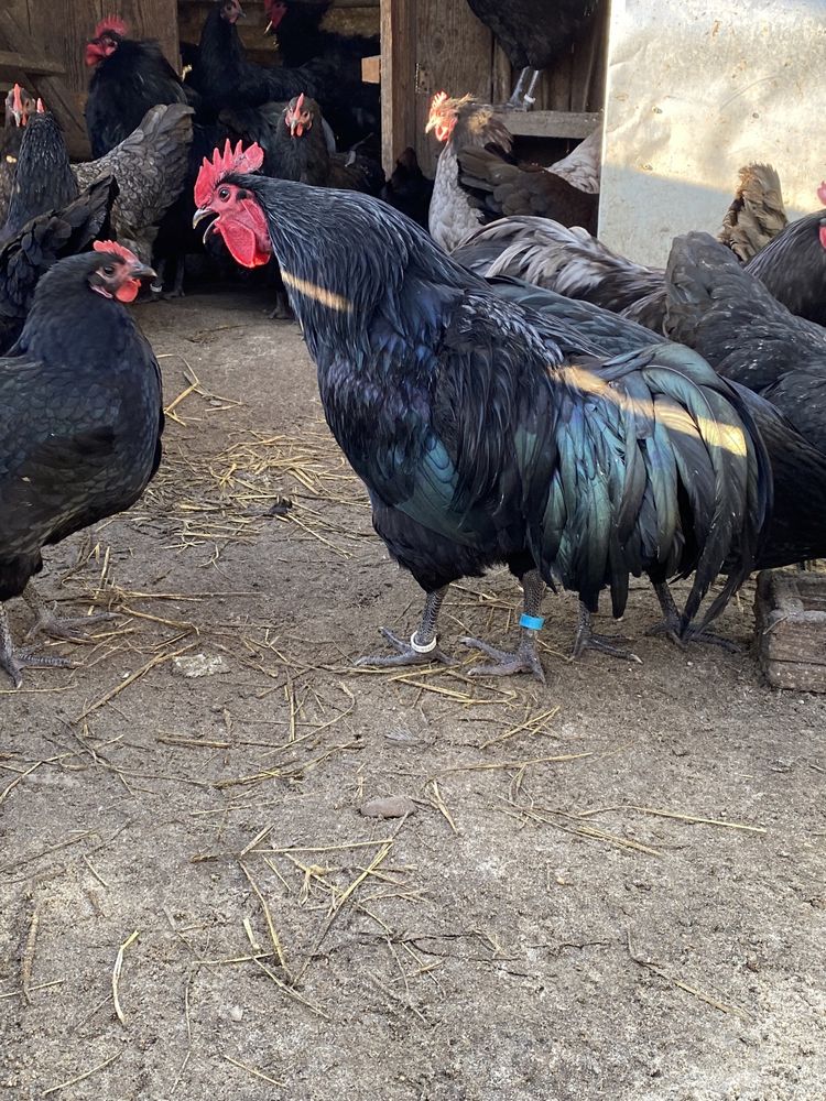 Oua incubat Australorp