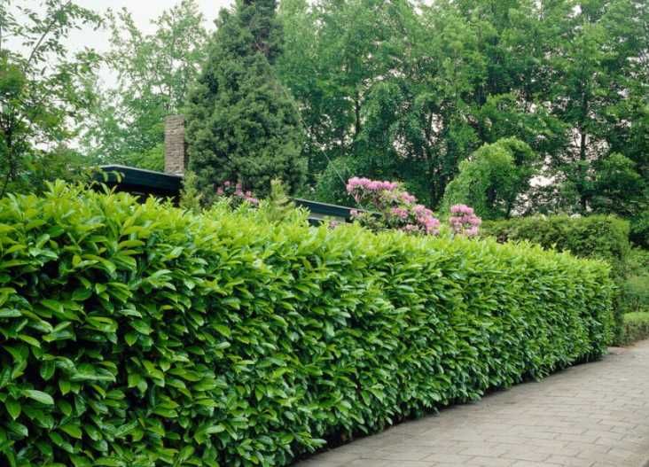 Ligustrum ovalifolium , Plata la livrare !