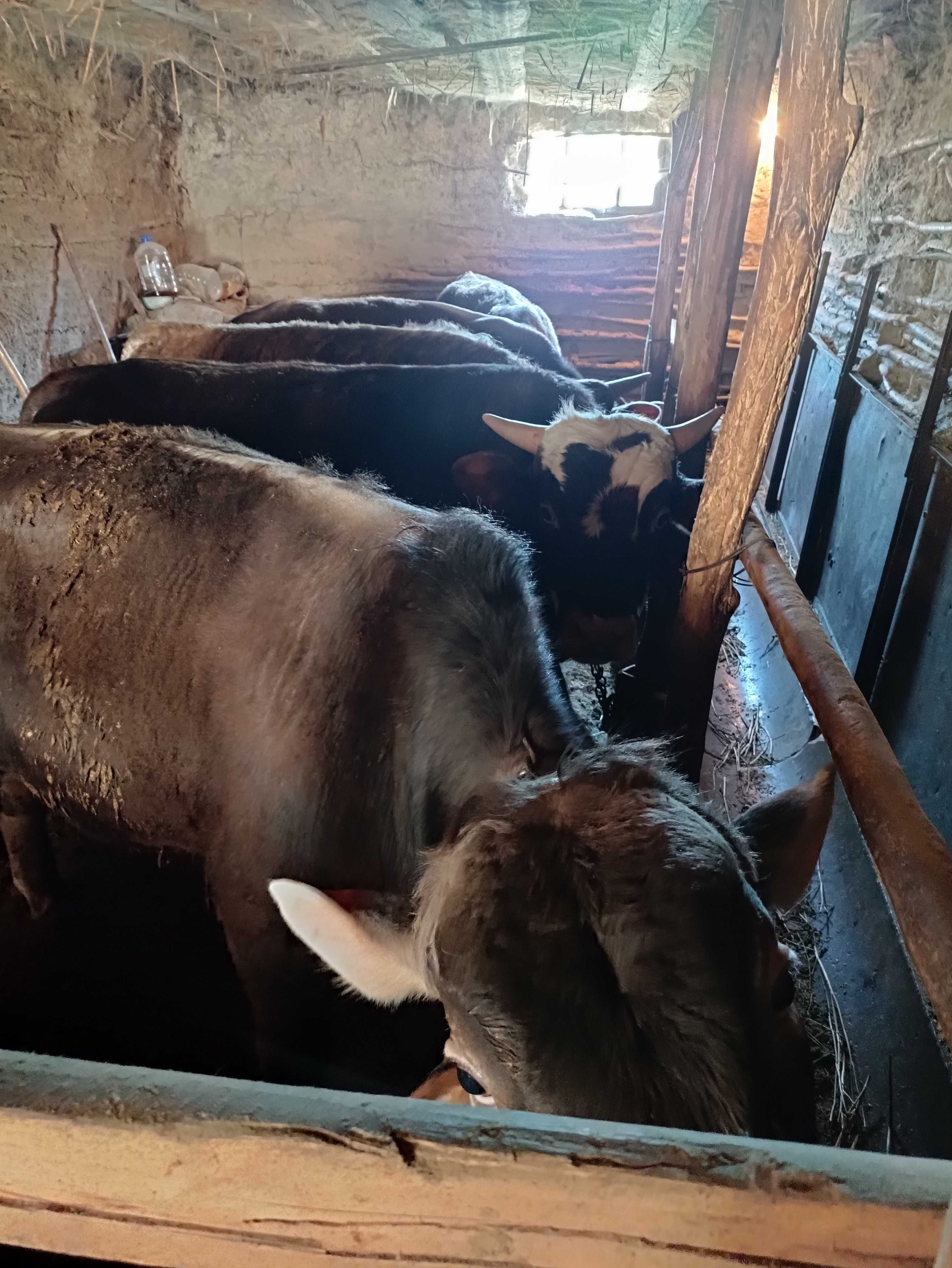 Коровы и быки продажа