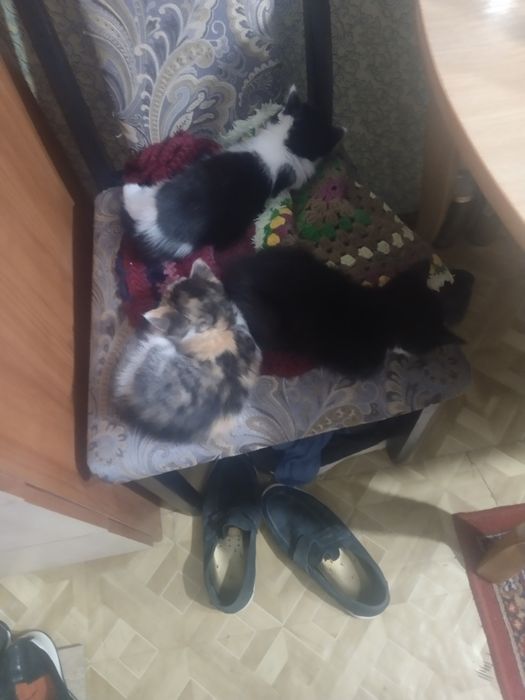 Кошка в добрые руки