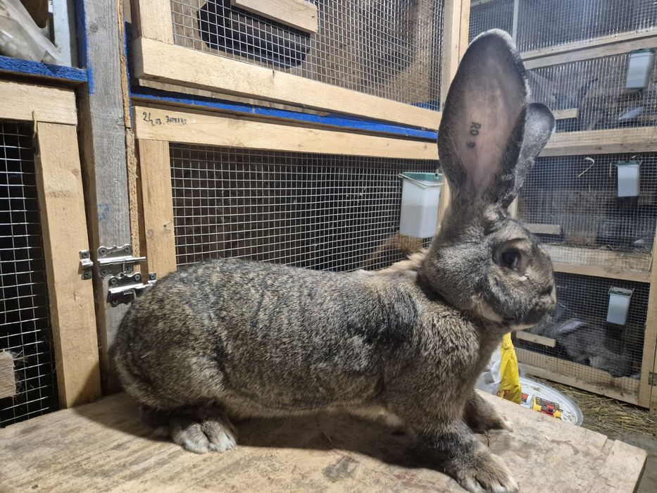 Iepuri Uriași German gri