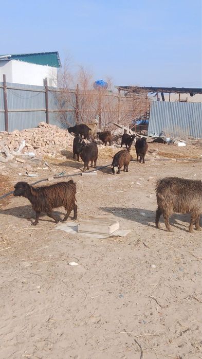 Ешкі лақтар сатылады