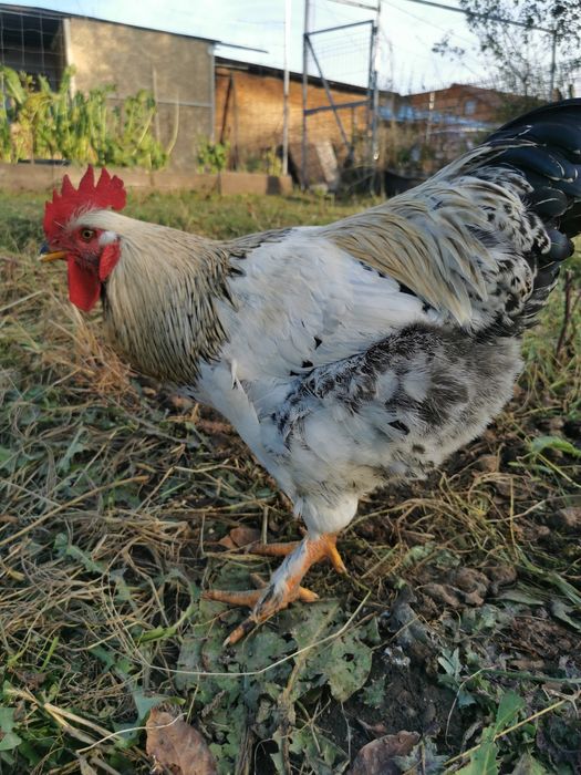 Vând s-au schimb cocoși rasă mare,cu găini. Crescuți liber și bio 100%