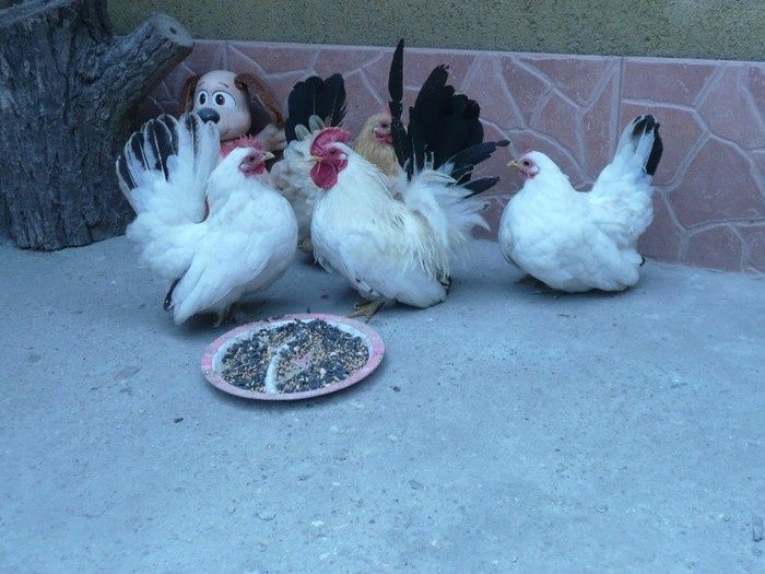 Vand gaini si cocos de ornament i rasa Chabo