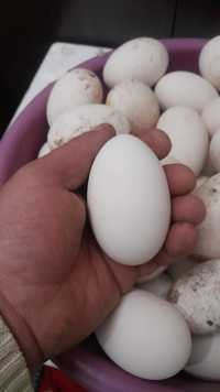 Oua de gasca pentru incubat