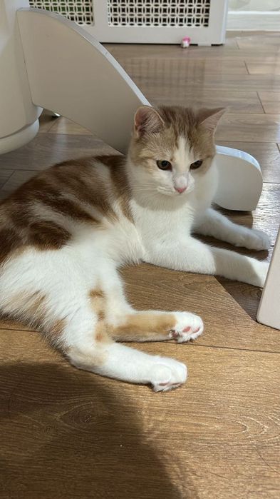 Котик 10 месяцев, мальчик, кастрирован, хорошо воспитан