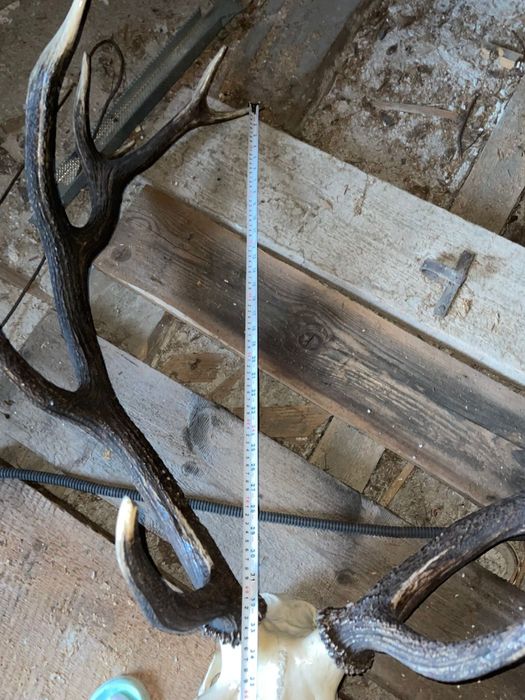 Trofeu de cerb carpatin – cu craniu inclus