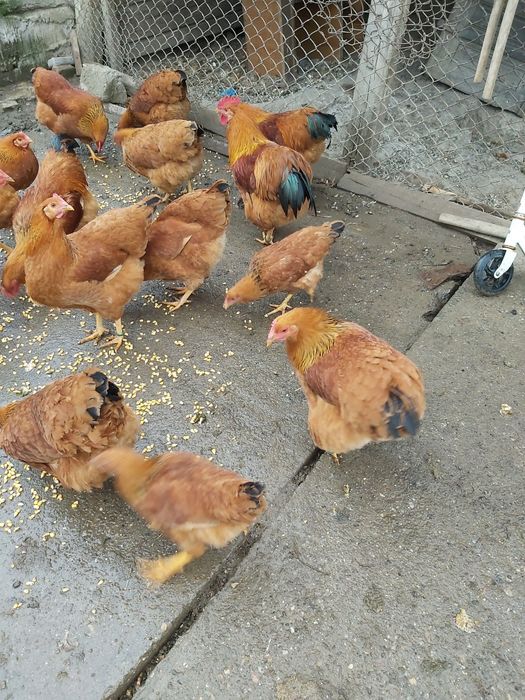 New Hampshire cocoși și gaini