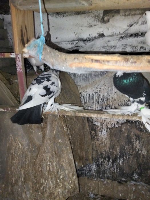 De vânzare porumbei gusati