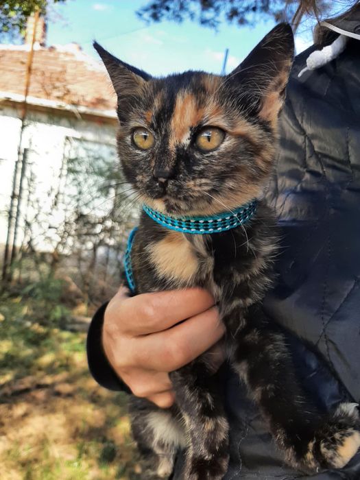 Женско коте на 4-5 месеца търси спешно дом!