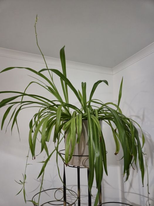 Хлорофитум в продаже