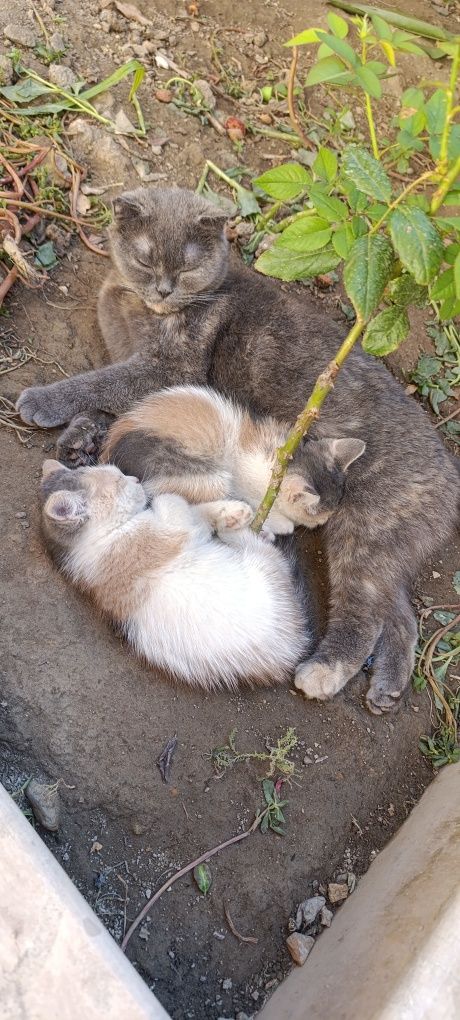 Mushukchalar/ котята
