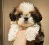 Bichon havanez fetita 550 lei
