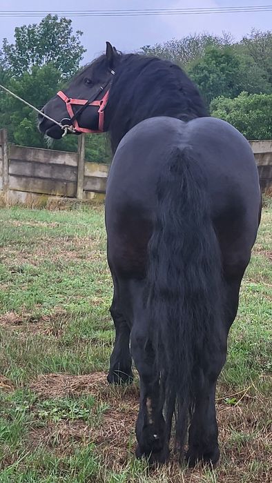 Armăsar Polonez 6 ani