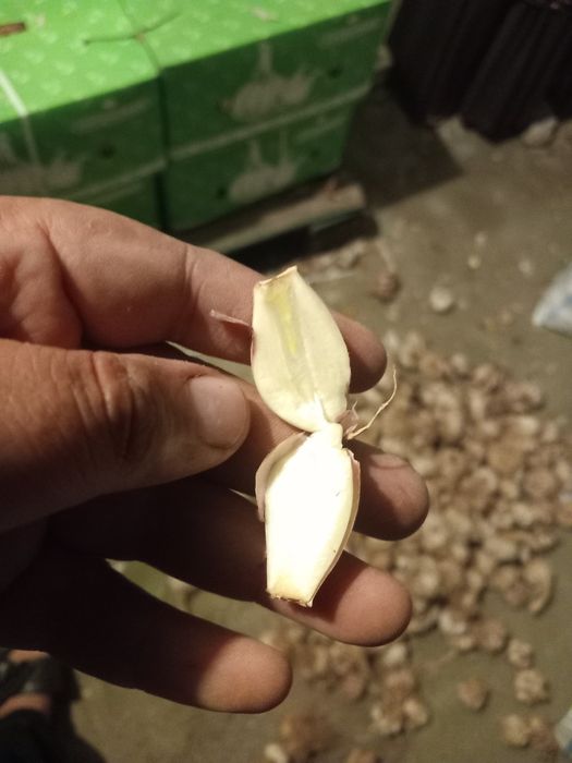 Usturoi de pus în pământ și consum