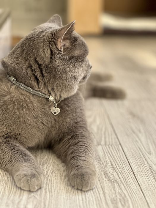 Вязка Скотиш Страйт